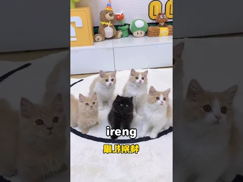 kucing Ireng 😭 #shortsviral