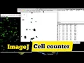 How to count objects in image using ImagJ counting cells in imageJ imageJ cell counter