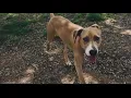 St Charles County sheriff charged after shooting dog with pellet gun