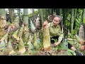 Download Lagu Harvesting giant bamboo shoots take to market to sell, enjoy delicious steamed rolled bamboo shoots