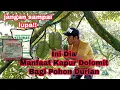 Lagu Jangan Lupa Beri Kapur Dolomit !!! Ini Dia Manfaat Kapur Dolomit Bagi Pohon Durian