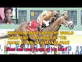 WINSTON FANNA GRIFFITHS WORLD CLASS RIDE THAT BROUGHT THE HOUSE DOWN AT CAYMANAS PARK MUST SEE RACE