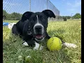 Bobbie s Pit Bull Rescue s 2023 Adoptions