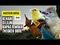 Download Lagu Masteran Murai Isian Kenari, Cililin, Kapas Tembak, Tengkek Buto