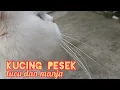 Download Lagu Kucing Lucu dan Manja, takut bercinta