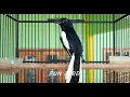 Download Lagu BAKAR DAN TINGKATKAN EMOSI KACER PAGI SIANG SORE  DIJAMIN NYAUT NGOTOT