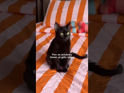 Cuiden a sus gatitos en octubre 🐈⬛❤️🩹