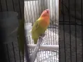 Lovebird untung