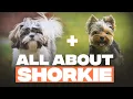 Yorkshire Terrier x Shih Tzu Shorkie Dog Breed Info And Facts That You Must Know
