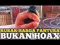 Lagu BUKAN HOAX ‼️ RUSAK HARGA BURUNG MURAI PANTURA,  UPDATE SEPUTAR PASAR LOKAL 