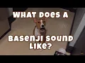 What Does a Basenji Sound Like