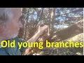 Reiteration how trees respond to changes