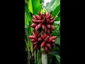 Download Lagu STRANGE Chinese Bananas