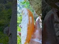 Download Lagu Honey Harvesting in Forest 🍯 | Delicious honey Collection 😋 #hottrend #shorts #honey