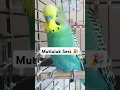 Download Lagu Mutluluk Sesi Muhabbet kuşu sesi #muhabbetkusu #muhabbetkuşufıstık #muhabbetkuşu #muhabbetkuslari