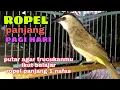 Lagu pancingan trucukan ropel panjang saat pagi hari