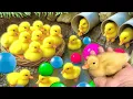 Download Lagu Mencari bebek lucu, menangkap bebek angsa, Duck, bebek berenang, ikan, dan ayam warna warni.