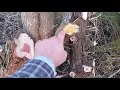 Fence Posts Osage vs Juniper aka Red Cedar
