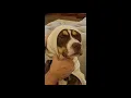 Eric Chilton explains how they named their family dog My 2 Cents