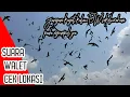 Download Lagu SUARA WALET CEKLOK CEK LOKASI BENING HIGH QUALITY CORE OF THE CORE