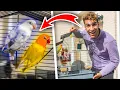 Download Lagu VOGELS KOPEN ALS HUISDIER! (Door Shoppen met Peys)