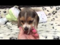 Absolutely Adorable Pocket Beagle