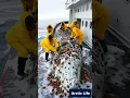 Download Lagu Barnacle removal of a blue whale