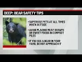 CTDEEP warns of increased bear activity in Connecticut