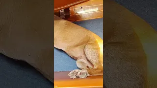 The Sounds of Sailing – Slow TV – Spinnaker sailing across the Pacific  #sailing  #slowtv