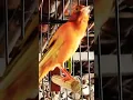 Download Lagu Canary lokal gacor full tembakan#canary#canario#canarygacor#bird#canaris#pancingankenaribiargacor