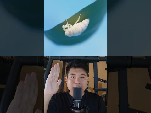 Cara Jangkrik Bertahan Hidup 😳
