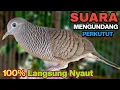 Perkutut Lokal Gacor RAJA PIKAT Ahlinya Bikin Semua Burung Perkutut Gacor Nyaut.