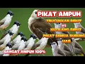 Download Lagu SUARA PIKAT TRUCUKAN RIBUT KOMBINASI KUTILANG KOMBINASI MAUT SANGAT MEMPESONA MP3 SUARA JERNIH