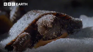 These Turtles Defrost After Freezing in the Winter BBC Earth