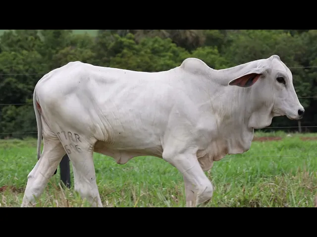 Novilha Tabapuã TTAR - 696