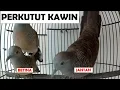 Download Lagu 🔴 Suara Perkutut Jantan Emosi Mikat Kawin Kutut Betina