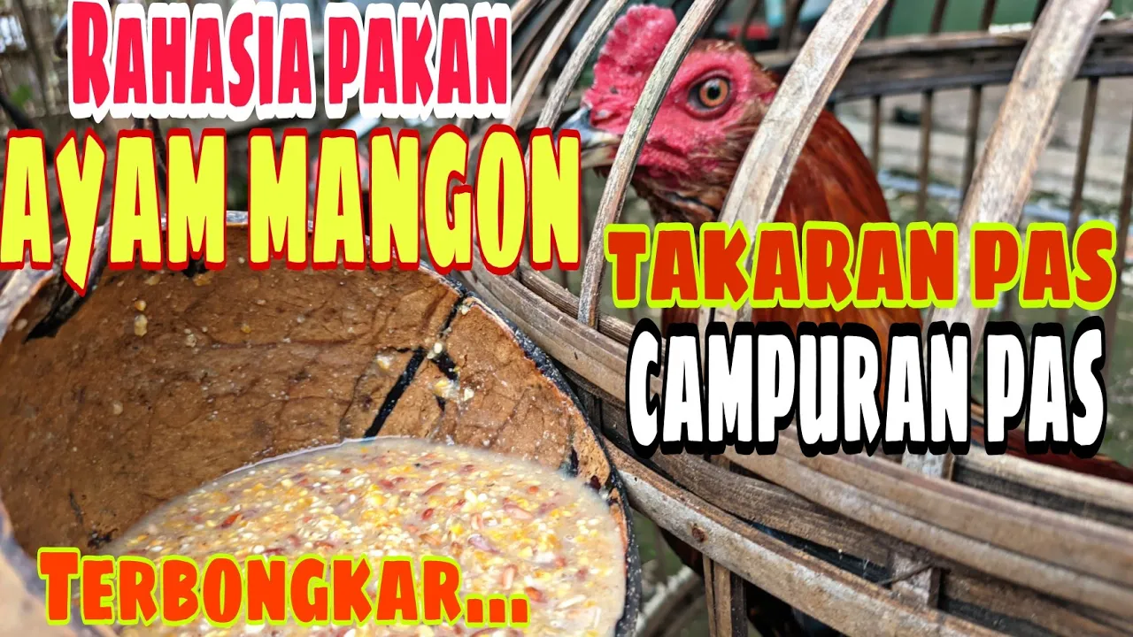 Manfaat beras merah untuk ayam. 