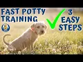 Download Lagu Potty Train Your Puppy in a Week (Easy 3 Step Process) #48