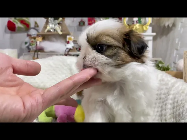 動画