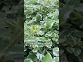 Tamjanika - topla preporuka