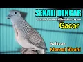Download Lagu SUARA BURUNG PERKUTUT BANGKOK merdu - Pintar BIKIN Emosi dan Bunyi Perkutut Bangkok Bakalan
