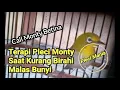 Download Lagu Pleci Monty Betina Paling Lenjehhh,,, Auto Bikin Ngalas!!!