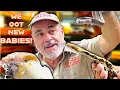 Opening Python Eggs Amazing Baby Snake Patterns Revealed