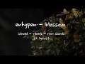 Download Lagu enhypen - blossom (slowed + reverb + lyrics + rain sounds)