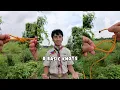 8 BASIC KNOTS FOR SCOUTING 8 BASIC KNOTS TUTORIAL