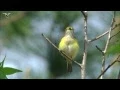 Download Lagu Burung Vireo bermata putih bernyanyi