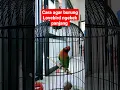 Download Lagu Cara agar burung Lovebird ngekek panjang