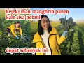 Lagu WOW, THIS IS THE FIRST TIME HARVESTING WILD KALE, I CAN'T BELIEVE IT