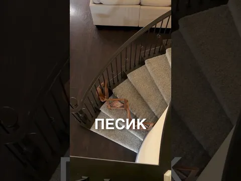 Изобретательный пёсик 😂 #истории #история #новости #новость #shorts