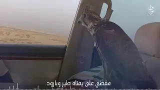 شيلة ارض جفاها بارق العام ياحمود اداء مفضي العرماني  حصريا        دندنها